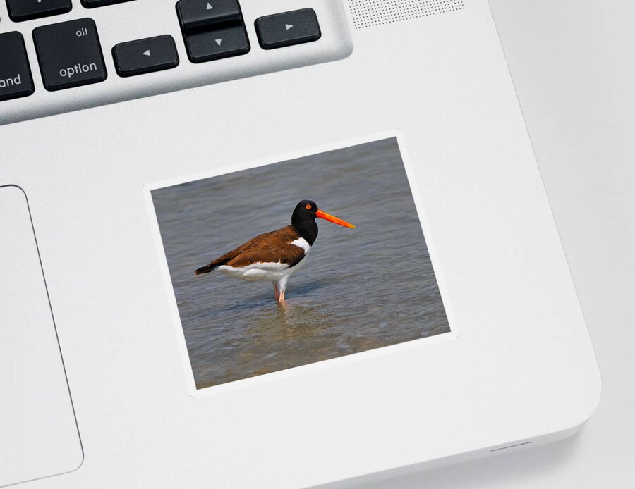 American Oystercatcher Sticker featuring the photograph American Oystercatcher by Tony Beck