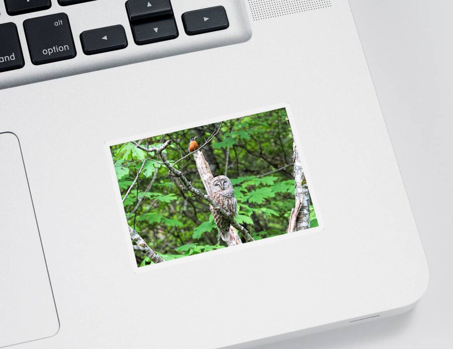 Barred Owl Sticker featuring the photograph American Robin and Barred Owl by Peggy Collins