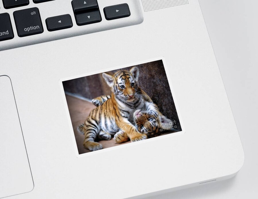 Amur Tiger Cubs Sticker featuring the photograph Amur Tiger Cubs by Elizabeth Winter