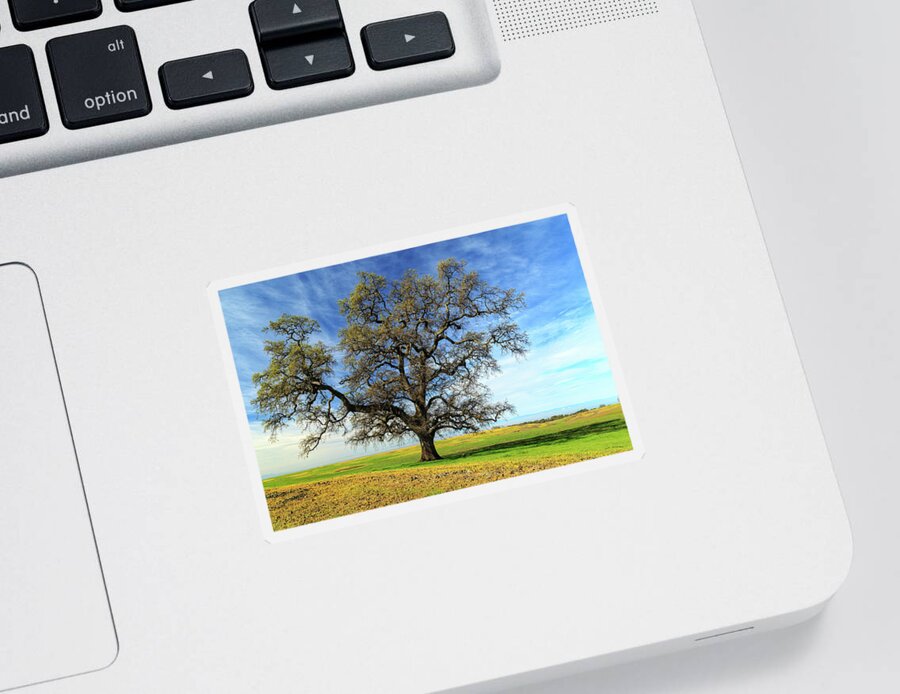 Oak Sticker featuring the photograph An Oak In Spring by James Eddy