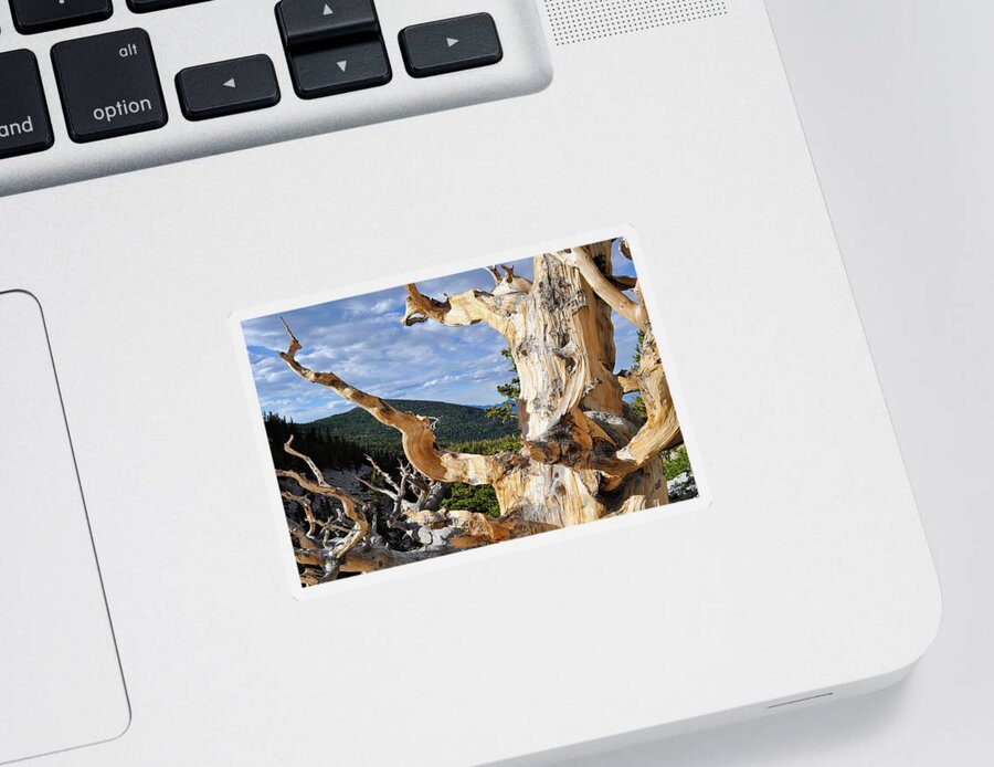 Great Basin National Park Sticker featuring the photograph Ancient Bristlecone Pine Branch by Kyle Hanson
