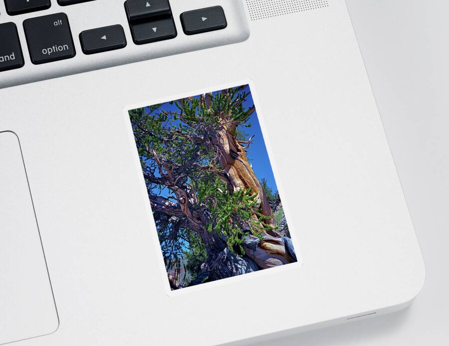 Bristlecone Pine Sticker featuring the photograph Ancient Bristlecone Pine Tree Composition 3, Inyo National Forest, White Mountains, California by Kathy Anselmo
