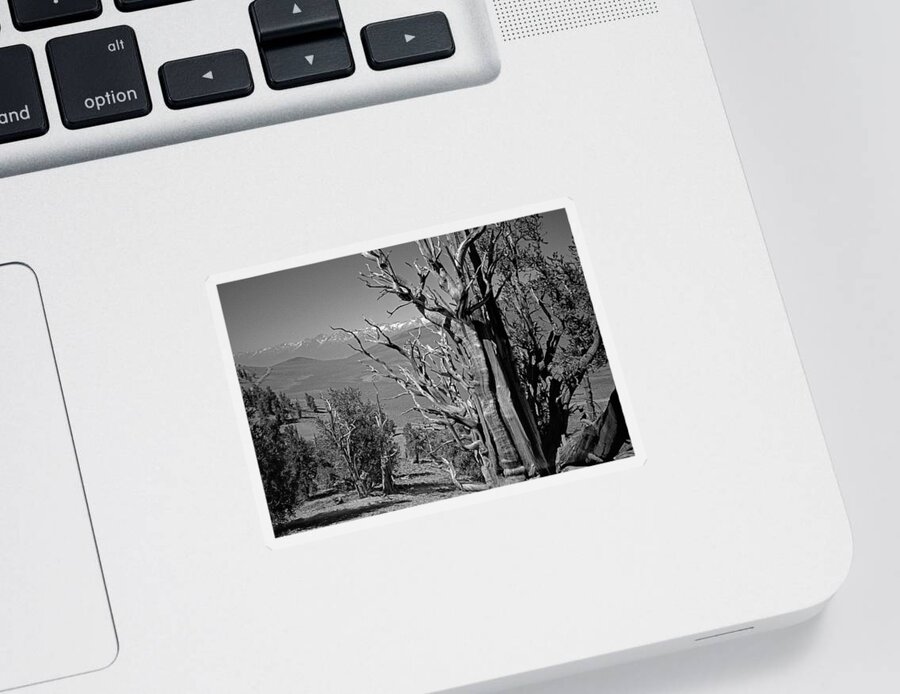 Bristlecone Pine Sticker featuring the photograph Ancient Bristlecone Pine Tree, Composition 4, Inyo National Forest, White Mountains, California by Kathy Anselmo