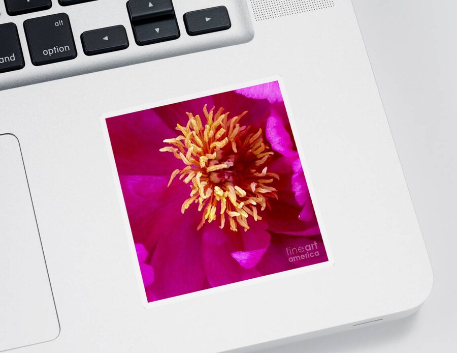 Beauty Sticker featuring the photograph Anemone by Denise Railey