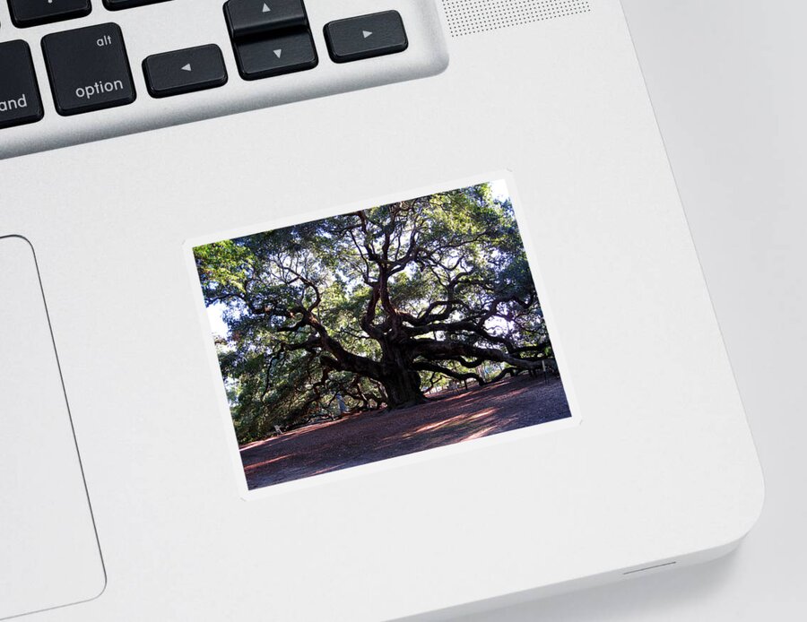 Photography Sticker featuring the photograph Angel Oak II by Susanne Van Hulst