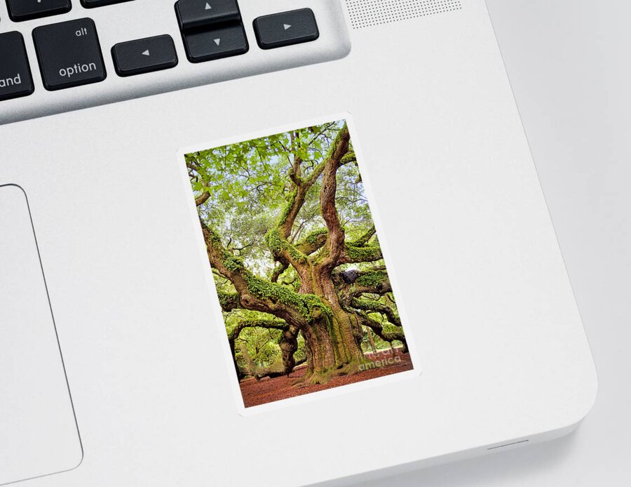 Angel Oak Sticker featuring the photograph Angel Oak Tree by Sharon McConnell