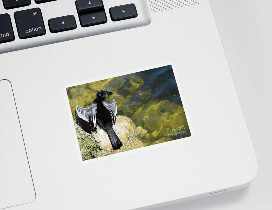 Anhinga Sticker featuring the photograph Anhinga On The Rocks by Ron Long