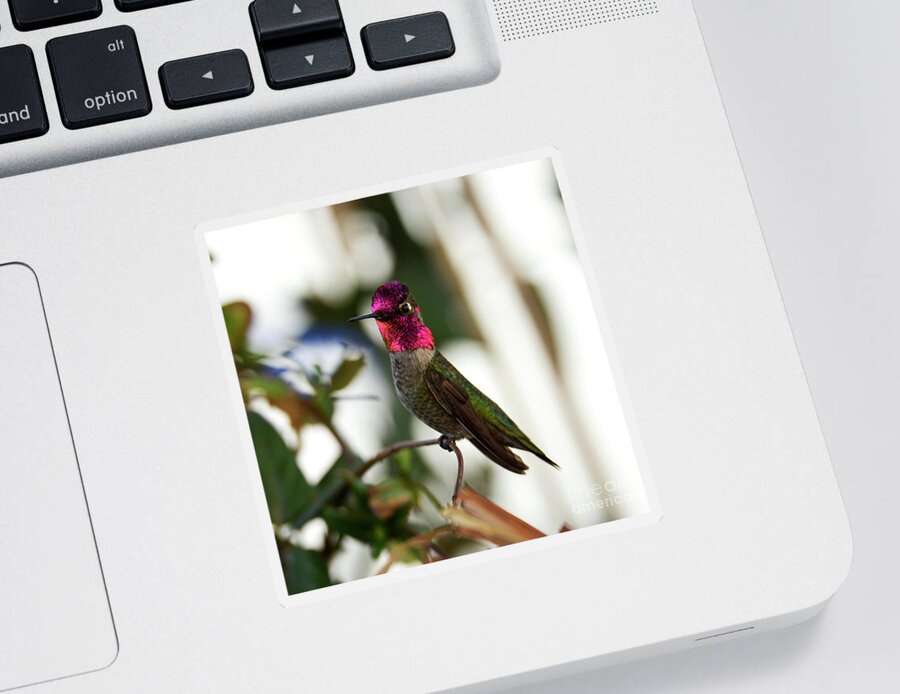 Denise Bruchman Sticker featuring the photograph Anna's Hummingbird on Alert by Denise Bruchman