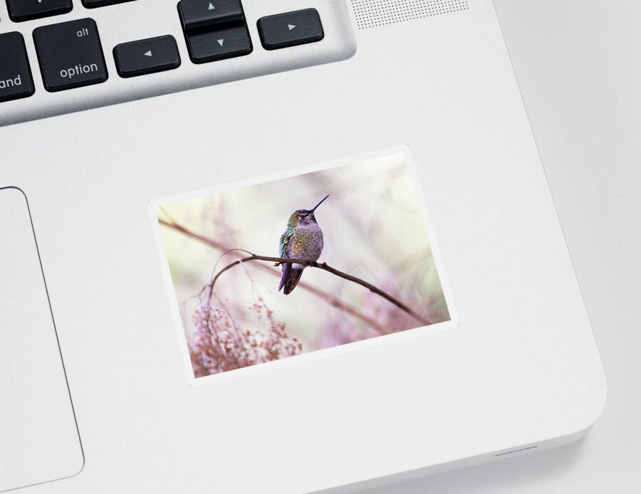 Hummingbird Sticker featuring the photograph Annas Hummingbird by Peggy Collins