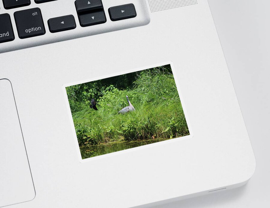 Marsh Sticker featuring the photograph Annoyed - Heron and Red Winged Blackbird 1 of 10 by Colleen Cornelius