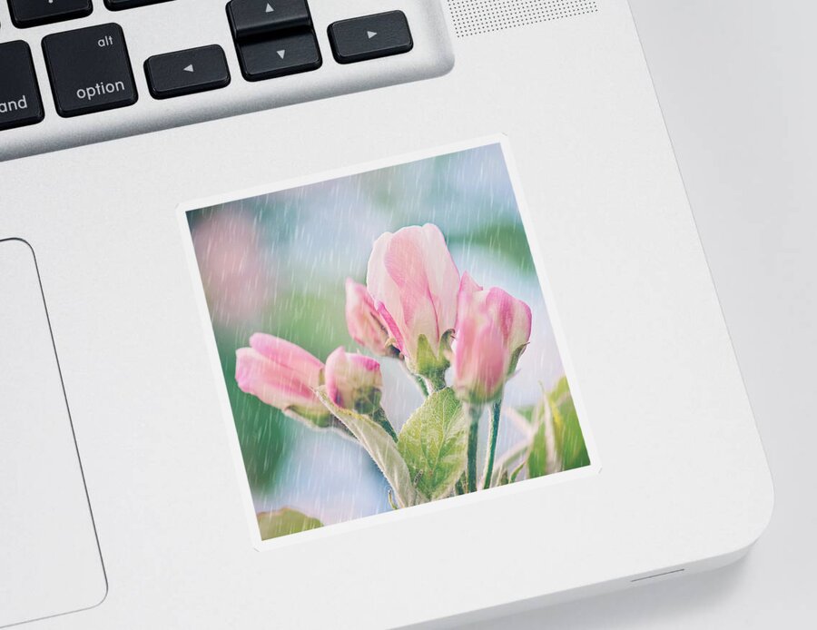 Apple Blossoms In The Rain Print Sticker featuring the photograph Apple Blossoms in the Rain 12x12 Crop Print by Gwen Gibson