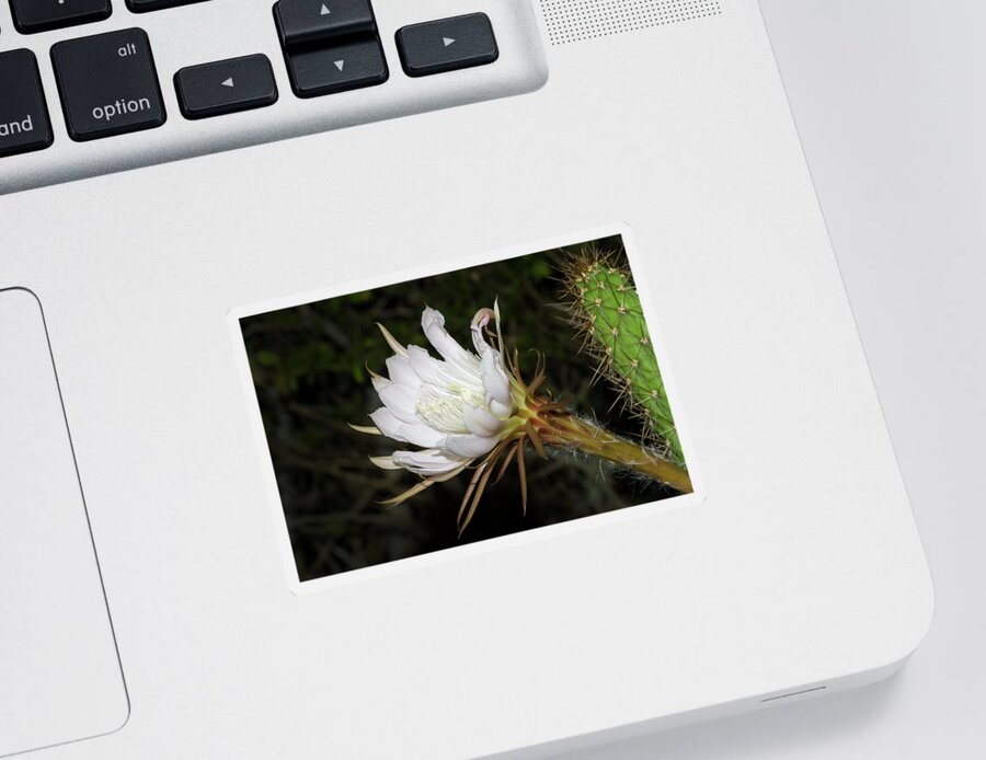 Cactus Sticker featuring the photograph Applecactus Flower by Paul Rebmann