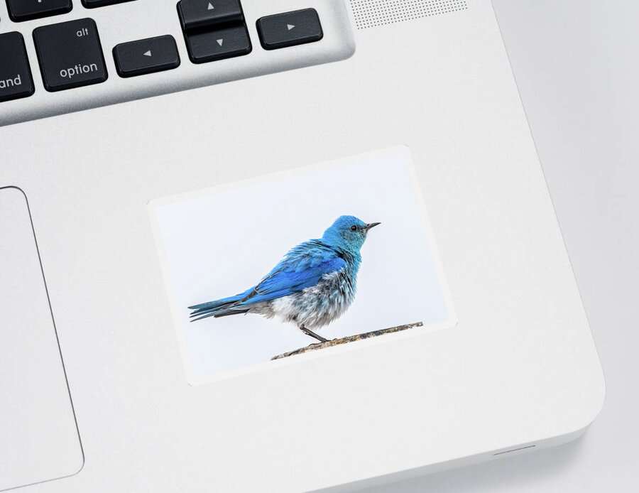 Bluebird Sticker featuring the photograph Arriving In Spring by Yeates Photography