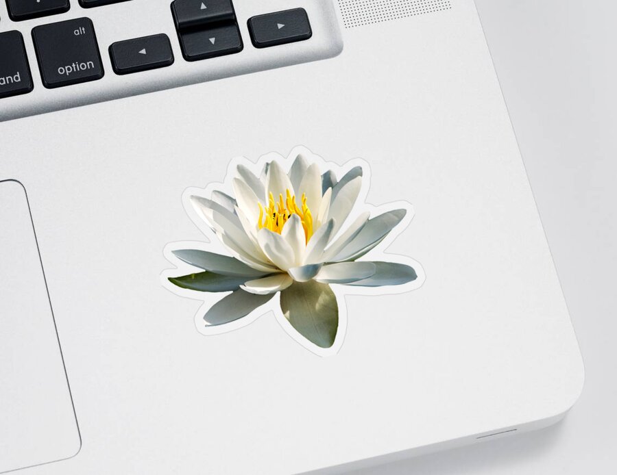 Water Lily Sticker featuring the photograph White Water Lily by Christina Rollo