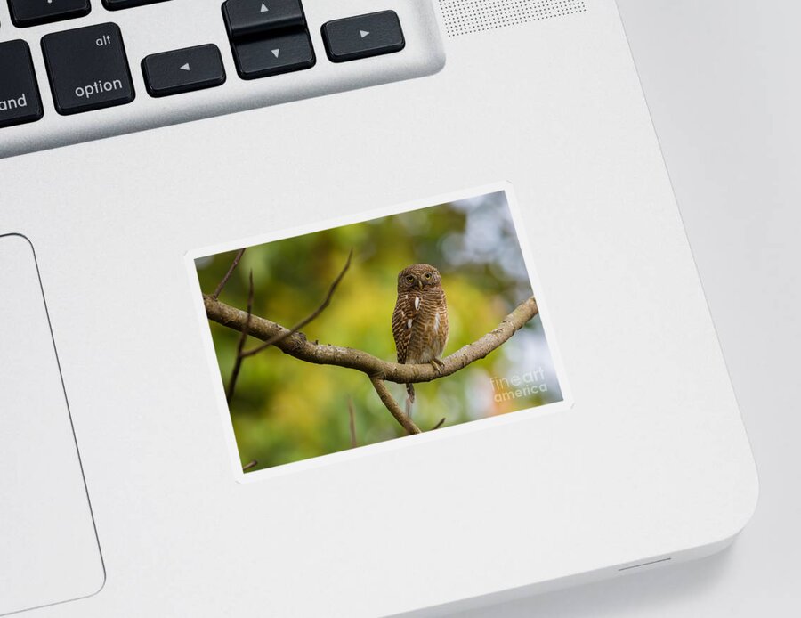 Asian Barred Owlet Sticker featuring the photograph Asian Barred Owlet, India by B. G. Thomson