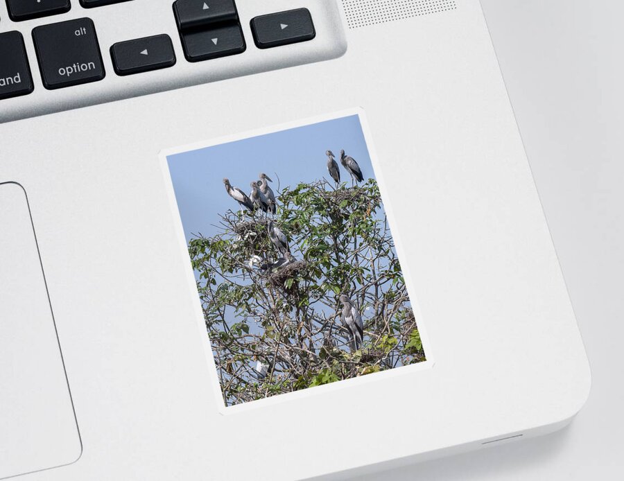 Bird Sticker featuring the photograph Asian Openbill Stork Rookery DTHN0197 by Gerry Gantt