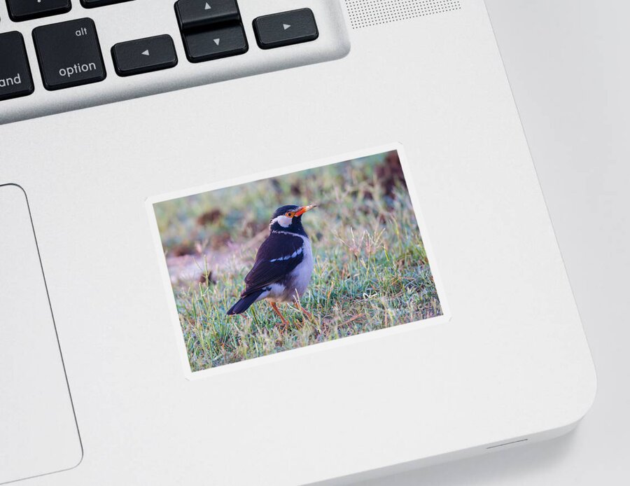 Asian Pied Starling Sticker featuring the photograph Asian Pied Starling, India by B. G. Thomson