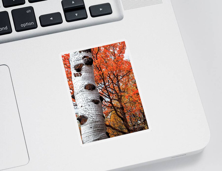 Aspen Trees Sticker featuring the photograph Aspen and Maple Trees Large Canvas Art, Canvas Print, Large Art, Large Wall Decor, Home Decor by David Millenheft