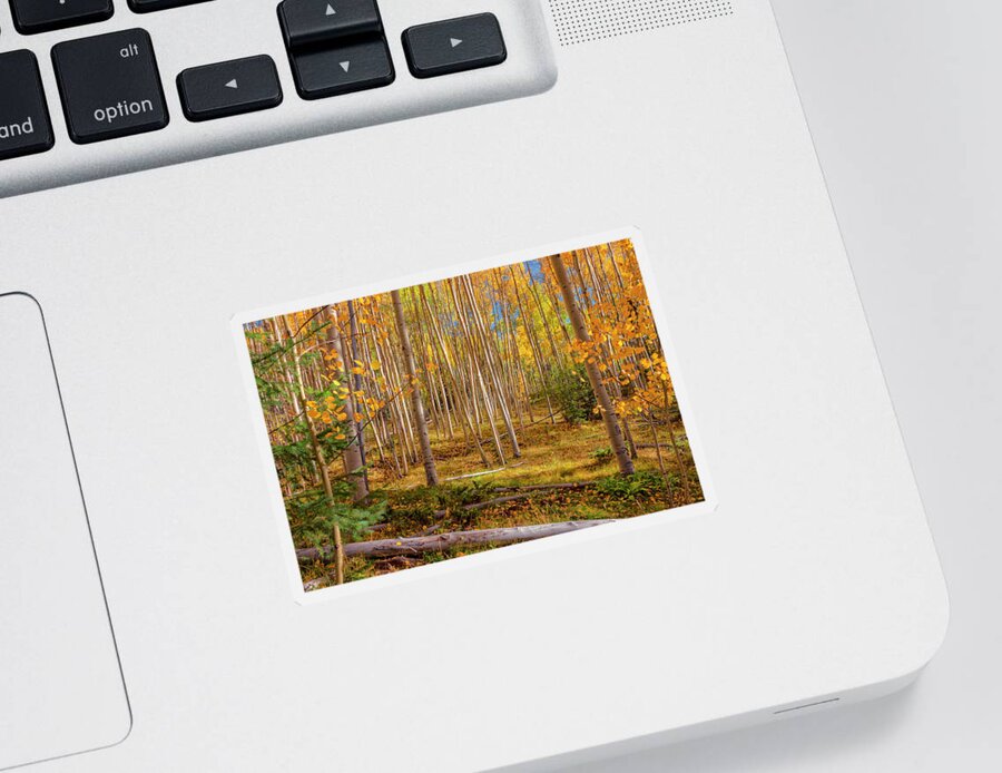 Aspen Sticker featuring the photograph Aspens In Autumn 12 - Santa Fe National Forest New Mexico by Brian Harig