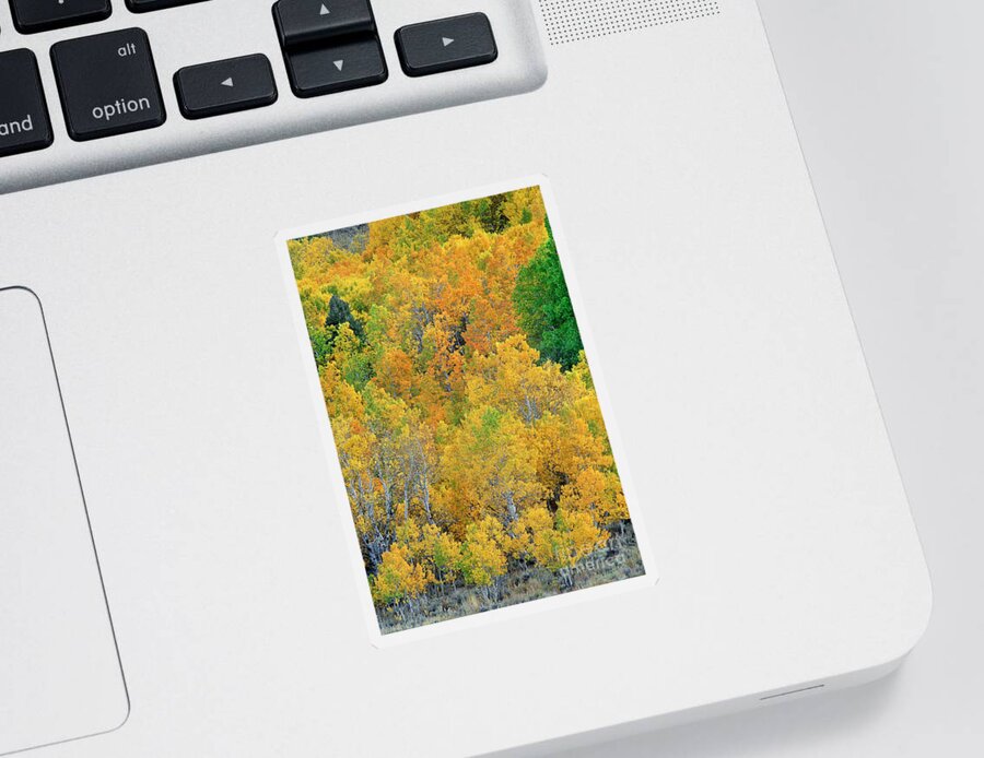 North America Sticker featuring the photograph Aspens in Fall Eastern Sierras California by Dave Welling