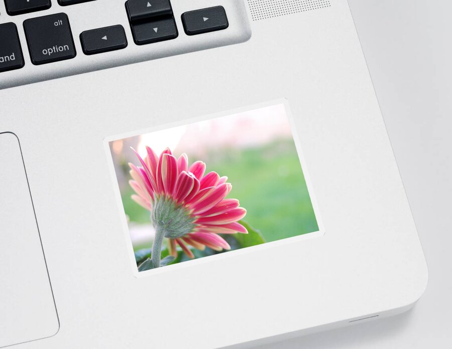 Flower Sticker featuring the photograph Aspiring by Amy Fose