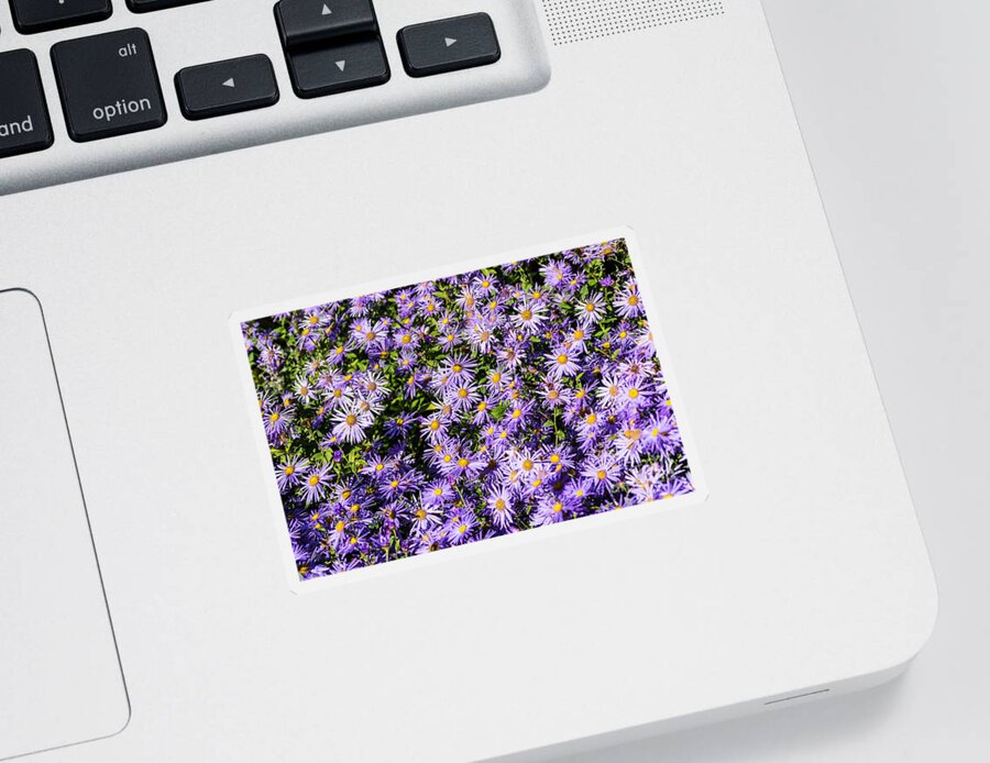 Aster Sticker featuring the photograph Asters by Steve Purnell
