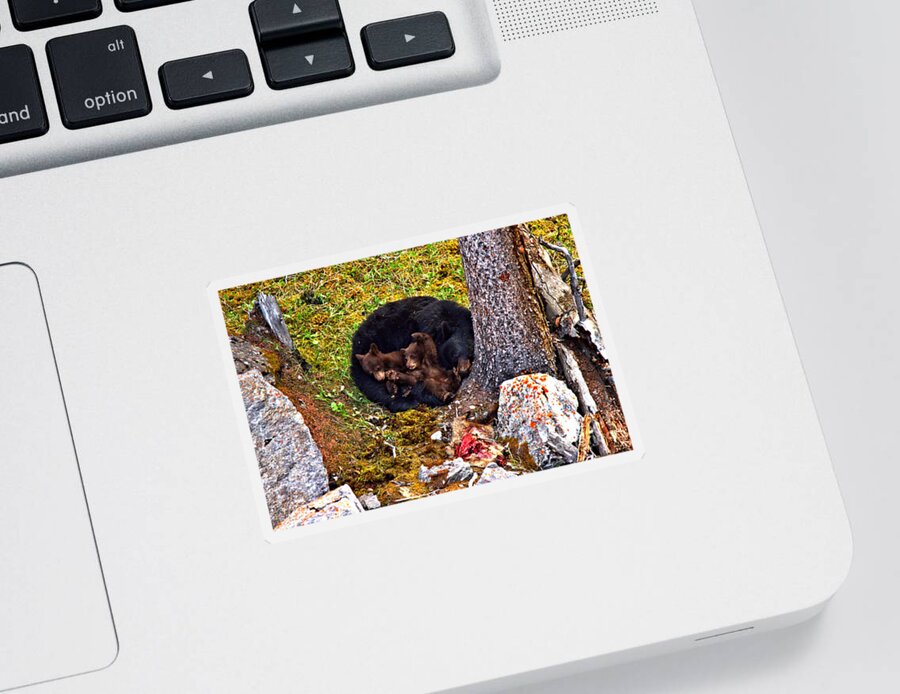 Black Bears Sticker featuring the photograph At Rest After A Jasper Feast by Adam Jewell