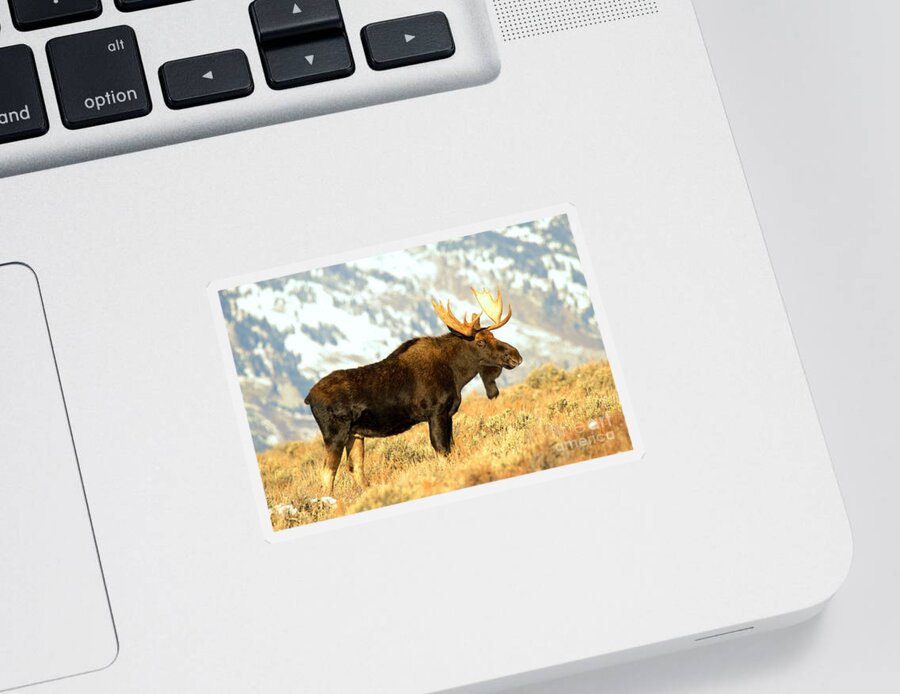 Moose Sticker featuring the photograph At The Base Of The Tetons by Adam Jewell