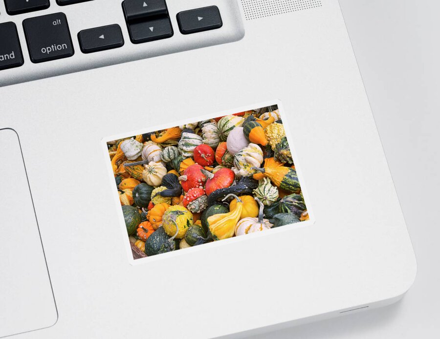Gourds Sticker featuring the photograph At the Farmers Market - Squash and Pumpkins by Peggy Collins