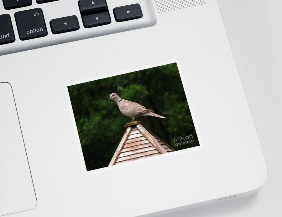 Bird Sticker featuring the photograph At The Top of The Bird Feeder by Donna Brown