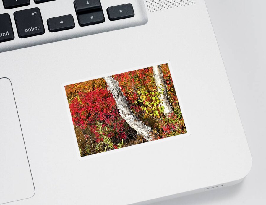 Tree Sticker featuring the photograph Autumn Foliage in Finland by Heiko Koehrer-Wagner
