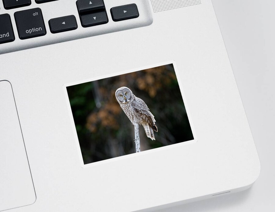 Great Gray Owl Sticker featuring the photograph Autumn Great Gray Owl by Max Waugh