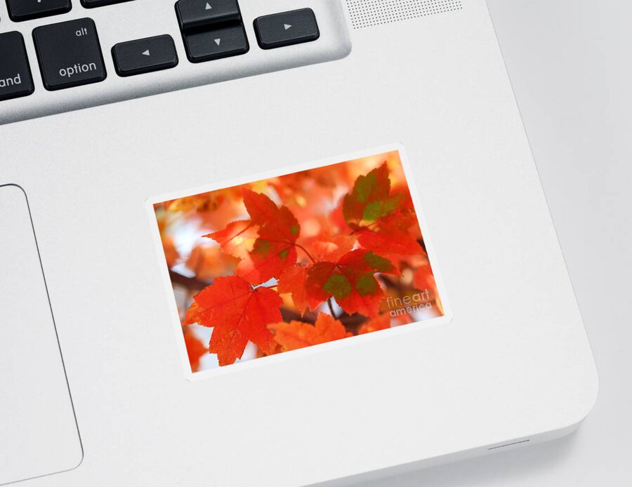 Maple Sticker featuring the photograph Autumn Joy by Karen Adams