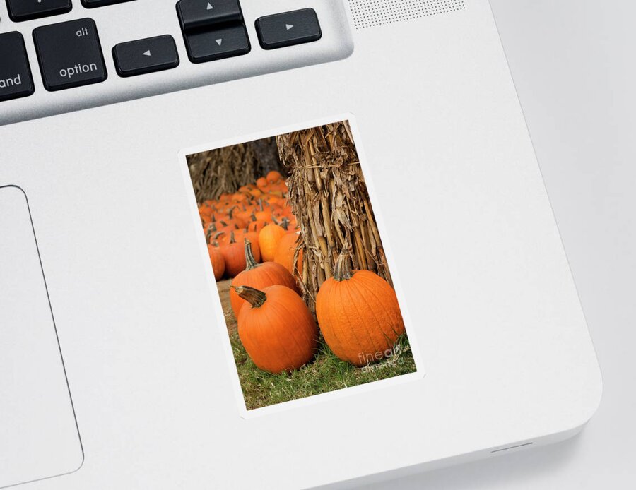 Pumpkin Sticker featuring the photograph Autumn Pumpkins by Jill Lang