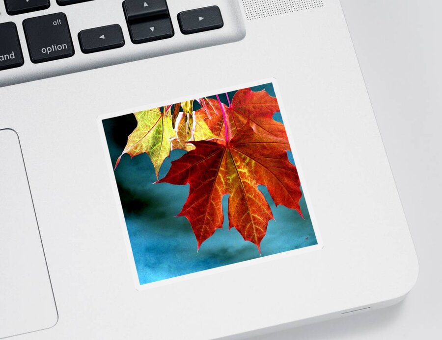 Maple Leaves Sticker featuring the photograph Autumn Regalia by Will Borden
