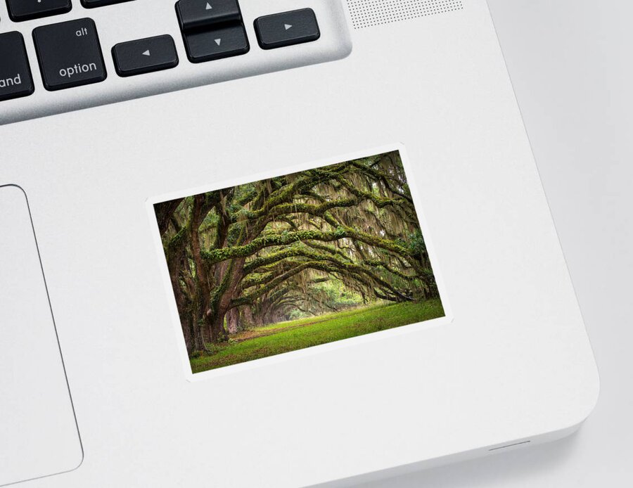 #faatoppicks Sticker featuring the photograph Avenue of Oaks - Charleston SC Plantation Live Oak Trees Forest Landscape by Dave Allen