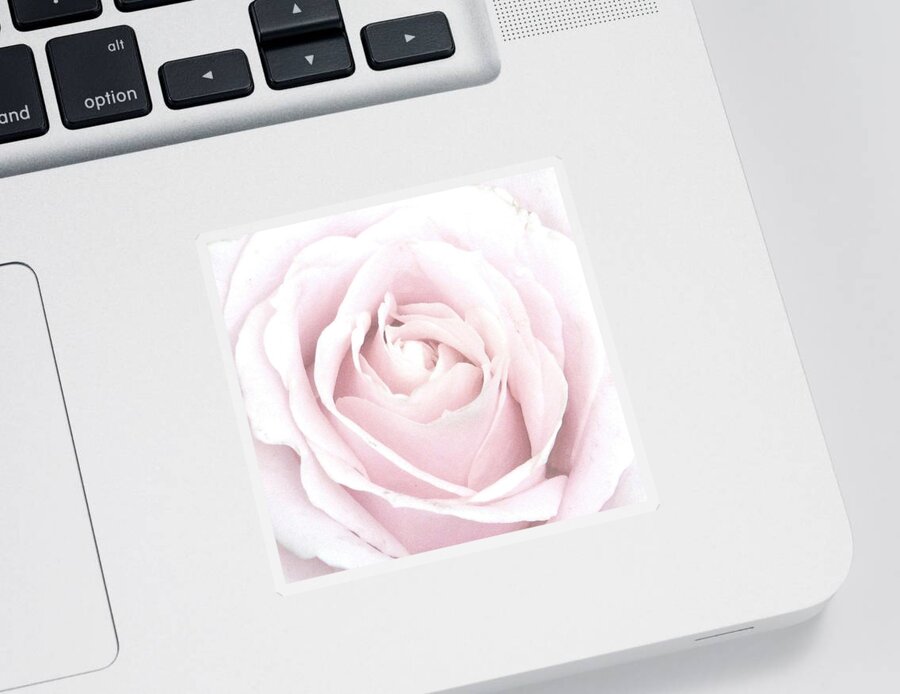 Pastel Pink Rose Sticker featuring the photograph Awakening Beauty by Angela Davies