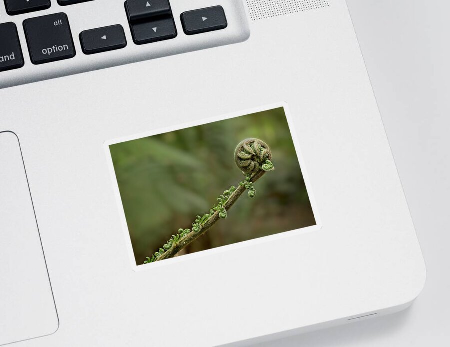 Fern Sticker featuring the photograph Awakening by Catherine Reading