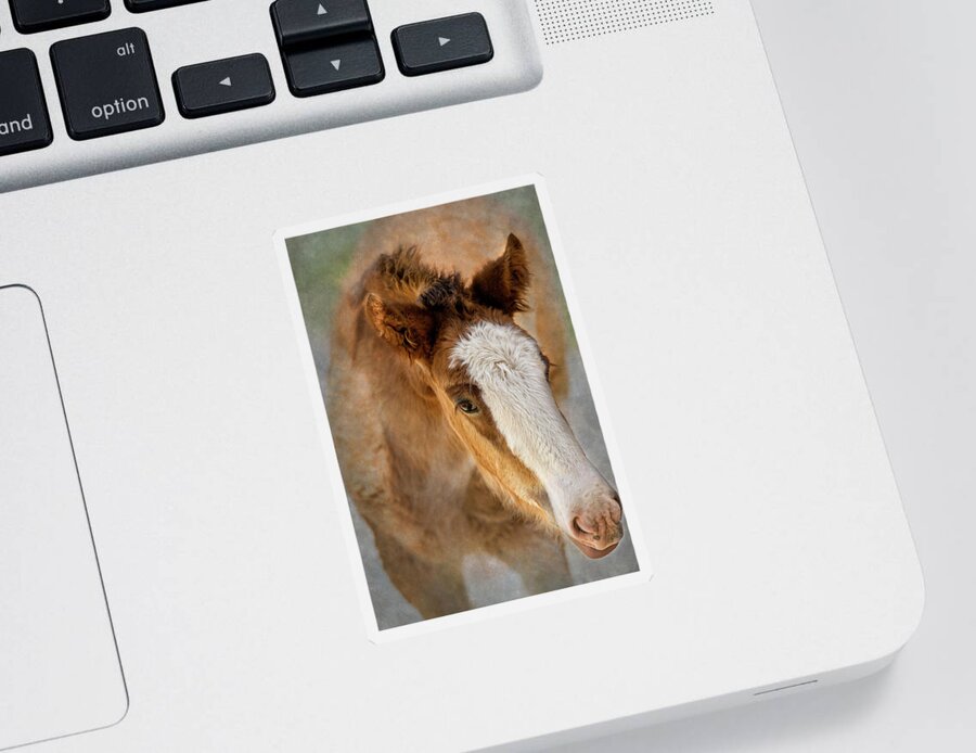 Animal Sticker featuring the photograph Baby Clydesdale Closeup by Bill and Linda Tiepelman