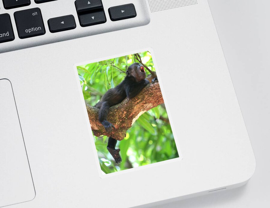 Howler Monkey Sticker featuring the photograph Baby Howler Monkey by Nathan Miller