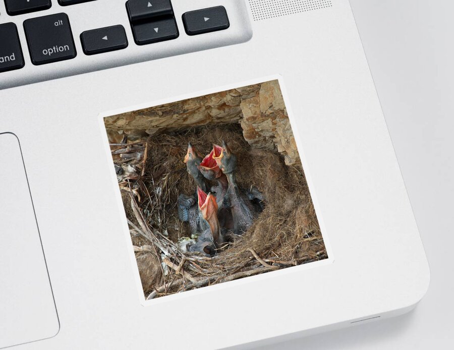 Raven Sticker featuring the photograph Baby Ravens in a Nest by Kathleen Bishop