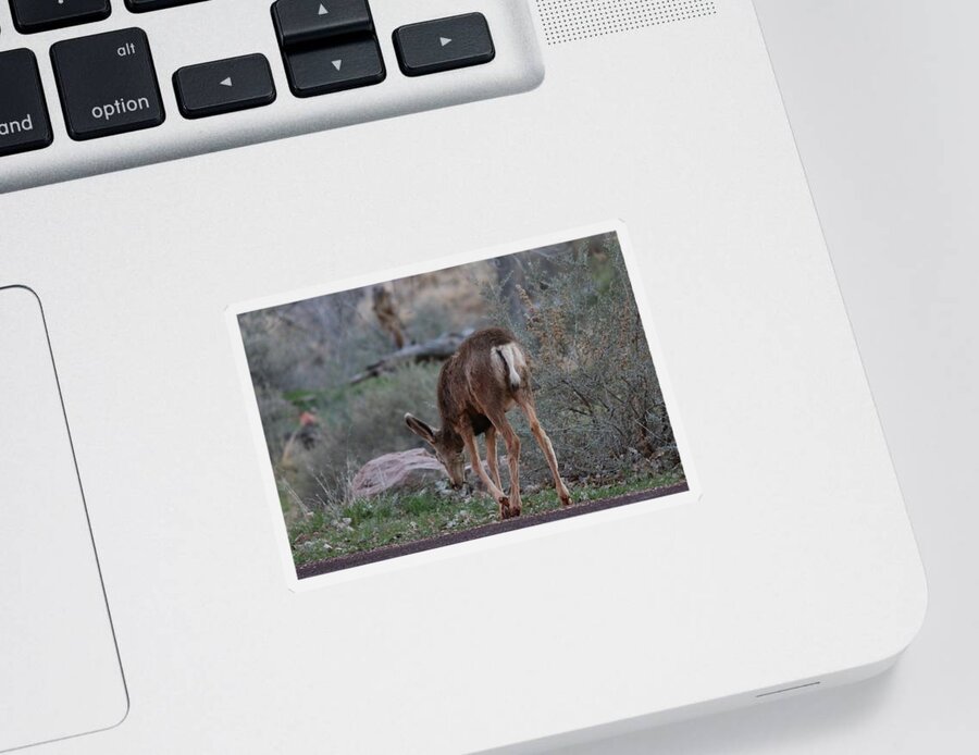 Deer Sticker featuring the photograph Back into the Woods by Christy Pooschke