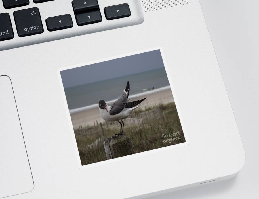 Back Off Sticker featuring the photograph Back Off Seagull by Roberta Byram