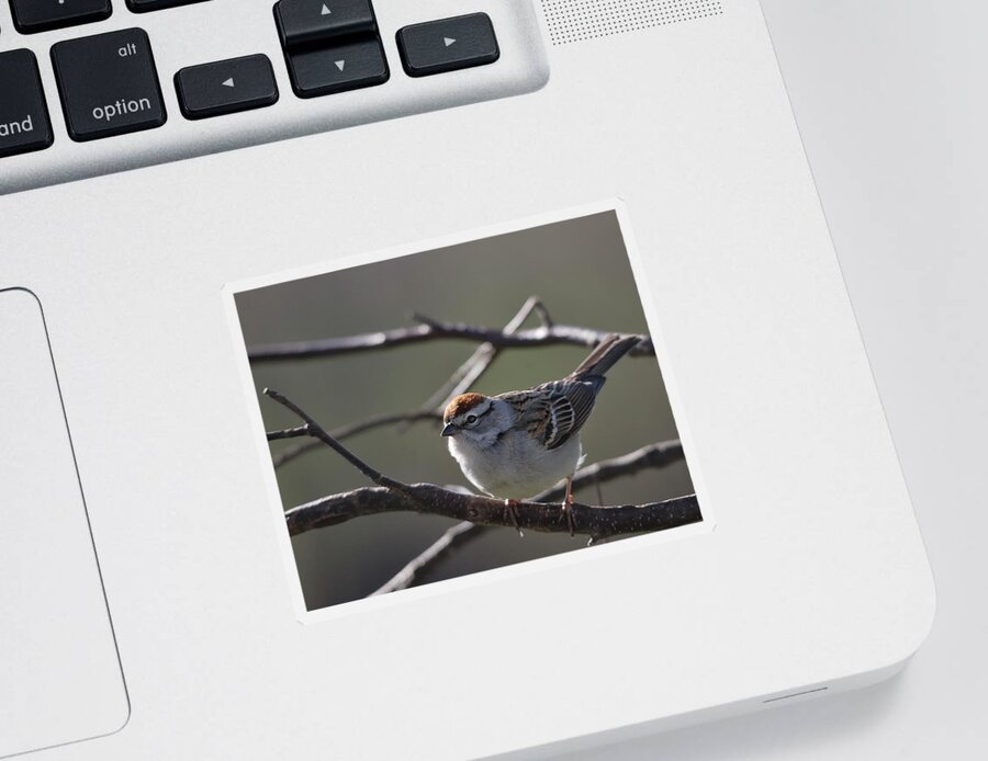 Nature Sticker featuring the photograph Backlit Chipping Sparrow by Sue Capuano