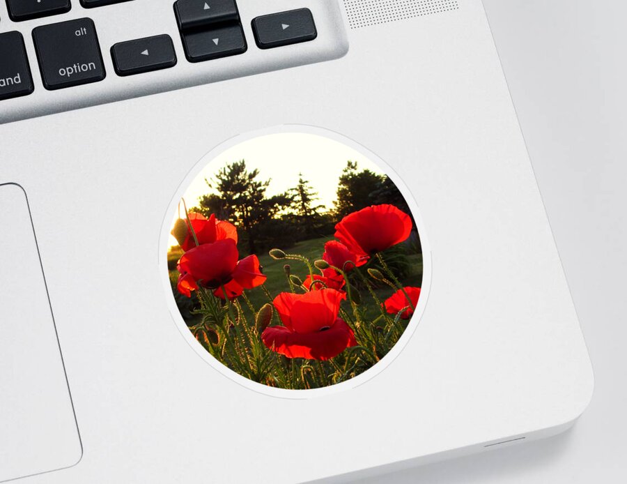 Backlit Poppies Sticker featuring the photograph Backlit Red Poppies by Mary Wolf