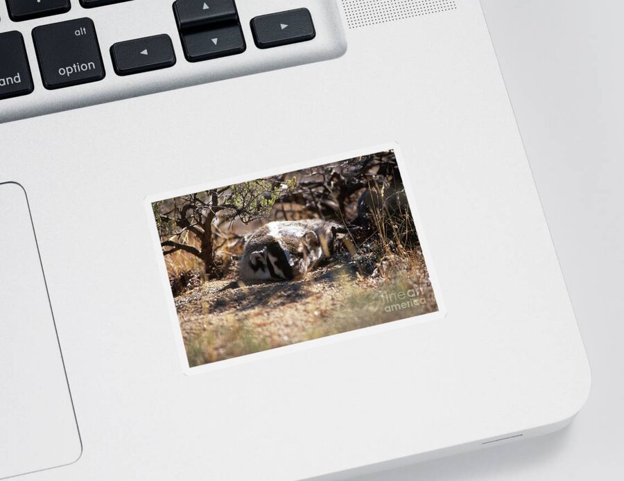 Badger Sticker featuring the photograph Badger by Edward R Wisell