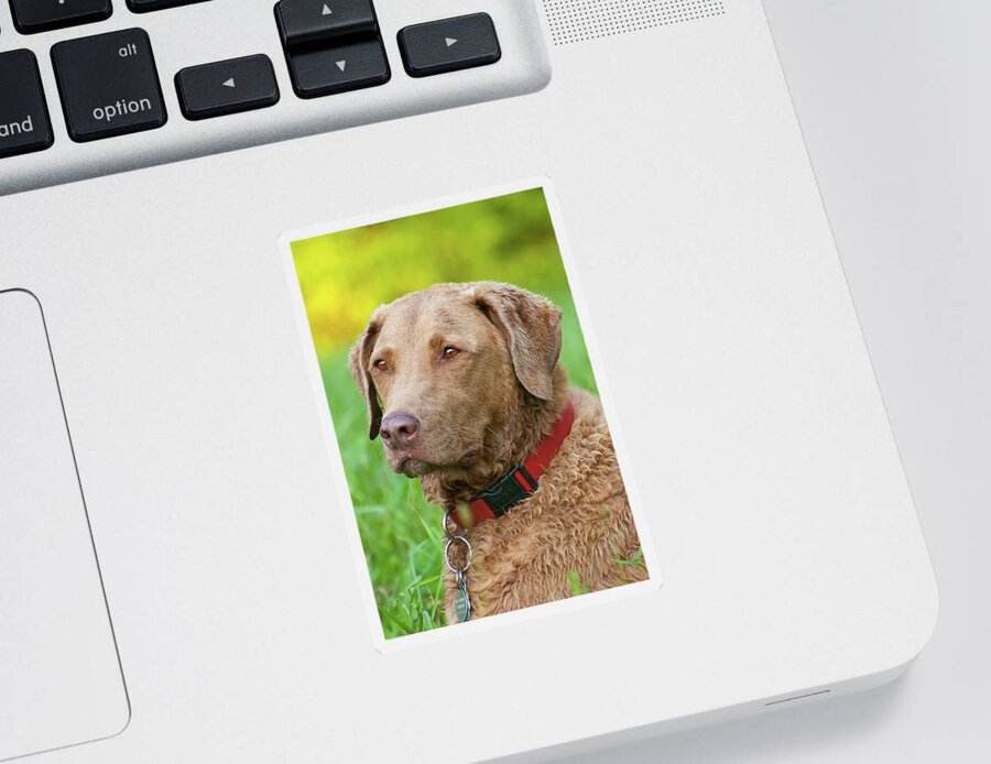 Animals Sticker featuring the photograph Bailee 1149 by Guy Whiteley