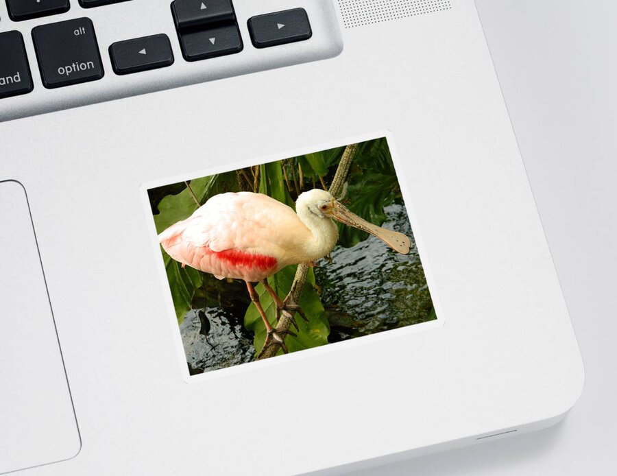 Wildlife Sticker featuring the photograph Balancing Act - Roseate Spoonbill by Emmy Marie Vickers