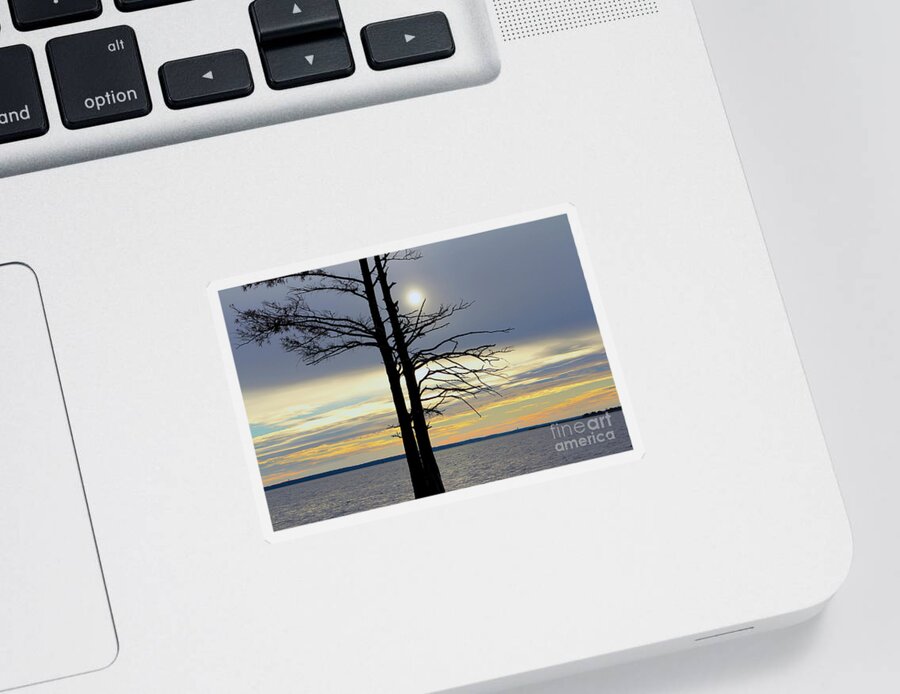 Bald Cypress Silhouette Sticker featuring the photograph Bald Cypress Silhouette by Karen Jorstad