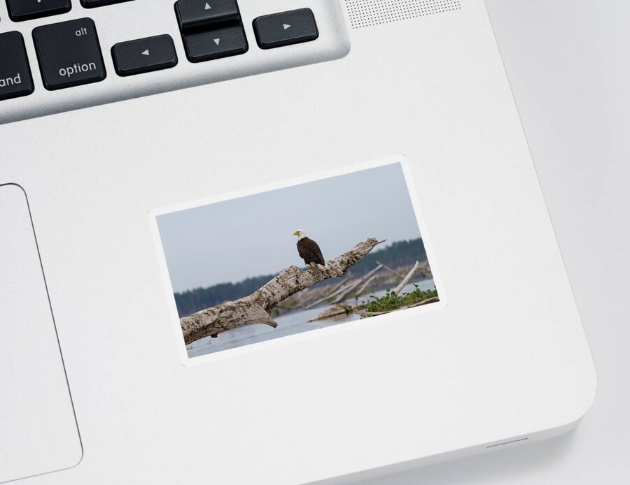 Bald Eagle Sticker featuring the photograph Bald Eagle #1 by Paul Rebmann